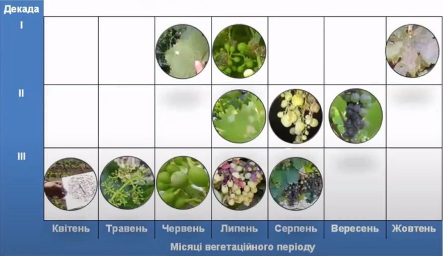 Календарні строки розвитку основних шкідливих організмів на виноградниках Північного Причорномор'я